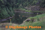 Whanganui 
                  
 
 
 
 
  
  
  
  
  
  
  
  
  
  
  
  
  
  River  6585